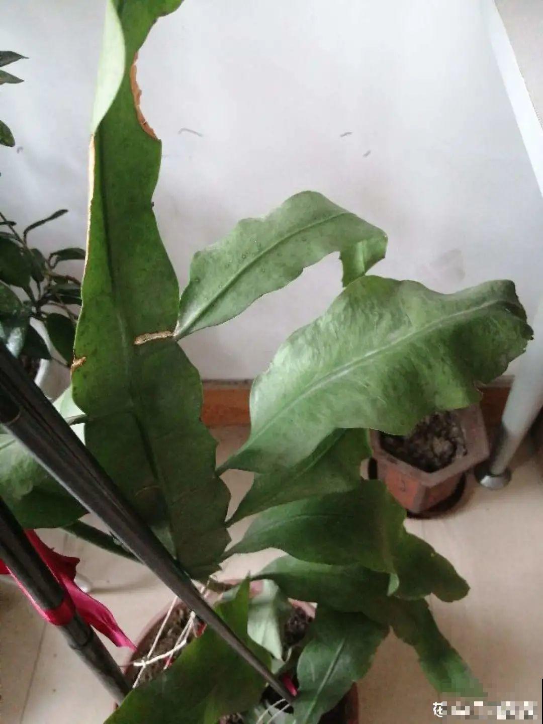 公认的难养花，买一盆死一盆，原来是被动了手脚…