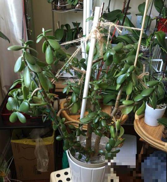 7种花要赶紧砍头,一头变多头,长得是真旺 7种花要赶紧砍头,一头变多头,长得是真旺