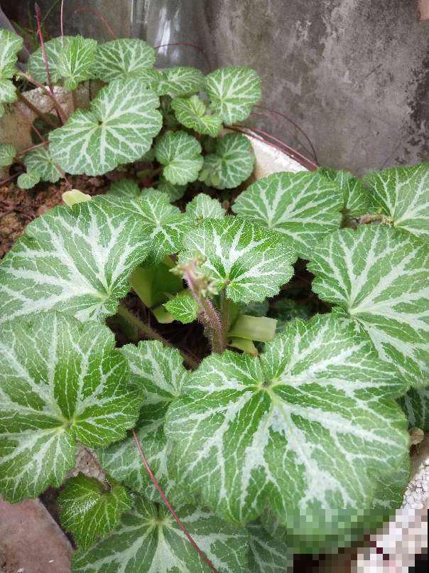 4种花叶子超美，还特别耐阴，看起来特像油画