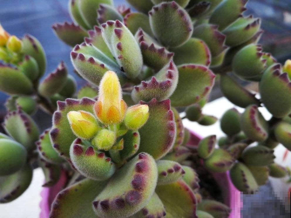 能长成“小树”的多肉，养得越久长得越壮，老桩看着真喜人