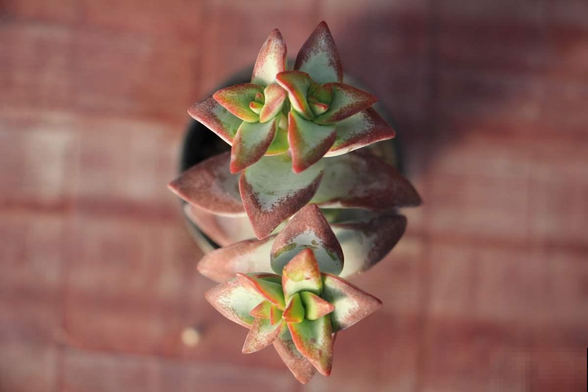 养多肉的小白，记住这些术语，秒变大神！