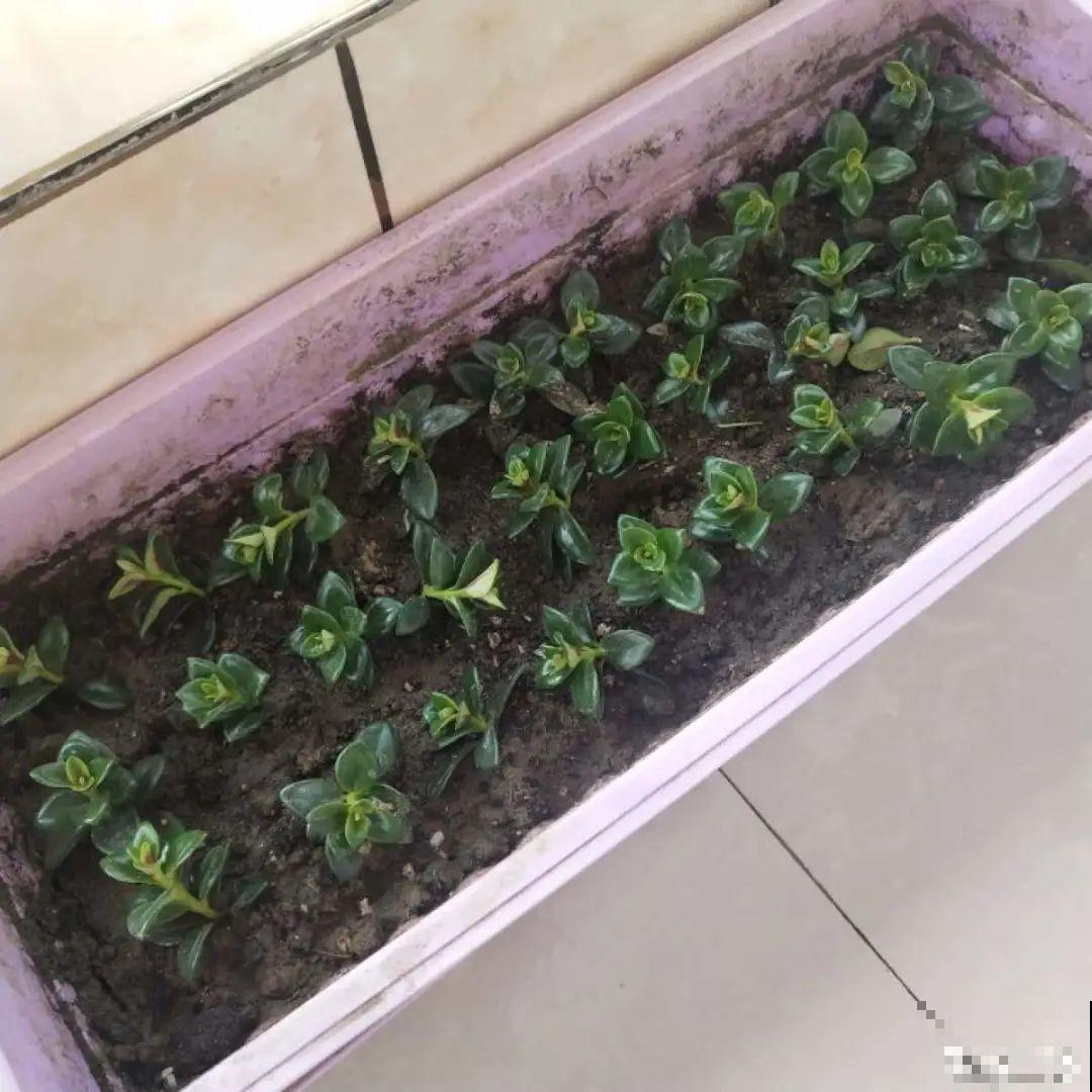 7种“落地生根”花,春天多插几棵,成活率特别高 7种“落地生根”花,春天多插几棵,成活率特别高