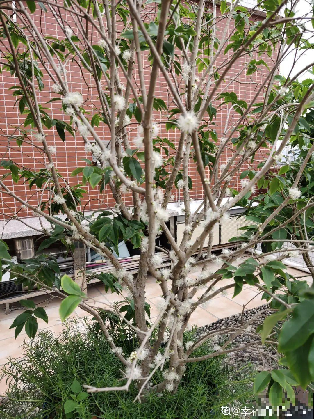 家里养棵“丑八怪”，霸气镇宅，越养越爱