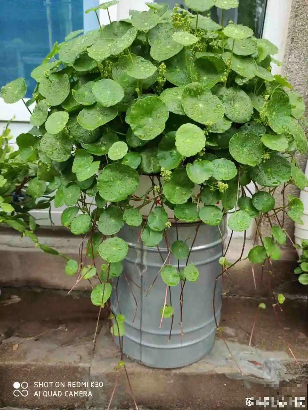 虐着养的花，剪成秃子，半月不浇水，呼呼开花