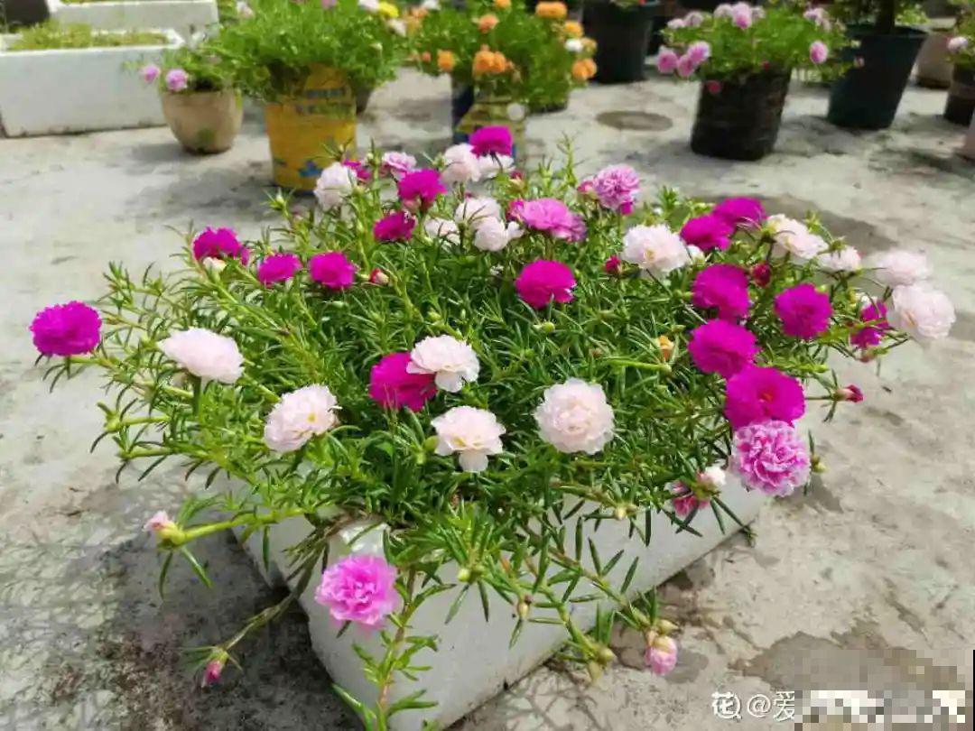 新买的绣球别猛晒，养在阴凉通风处最好，不然叶子全晒焦了