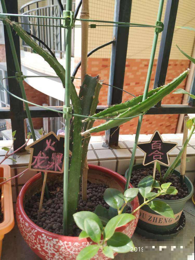 阳台种棵火龙果，果子爬满了枝头，可馋坏了邻居！