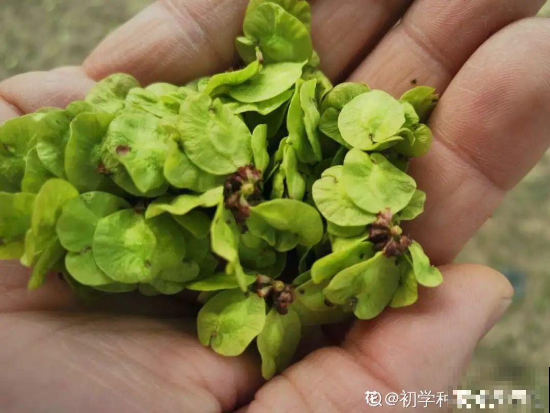 香飘飘的花,吃一口满嘴花香,再不吃就没了 香飘飘的花,吃一口满嘴花香,再不吃就没了