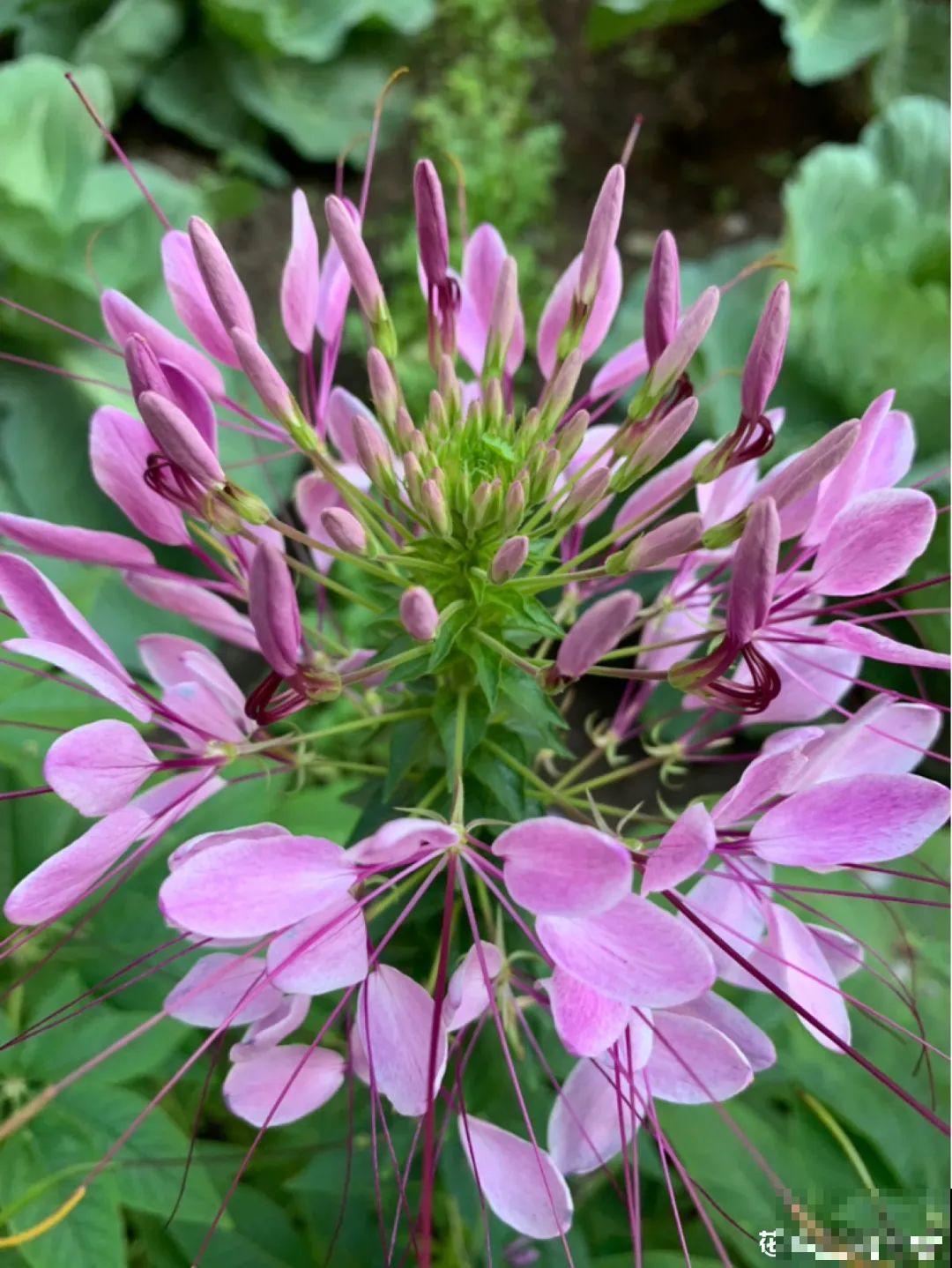 晒不死、热不死的花,越晒花越多,越热长越快 晒不死、热不死的花,越晒花越多,越热长越快