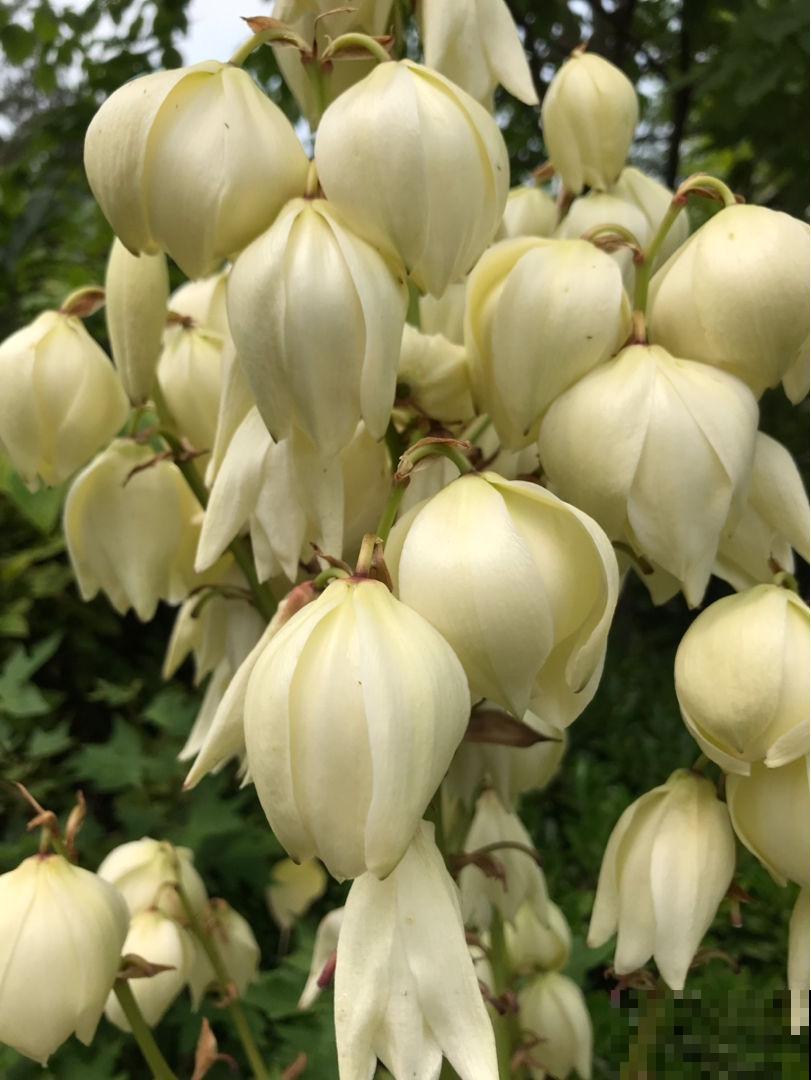 4种“长寿花”，堪称“万岁爷”，最老一棵12000岁