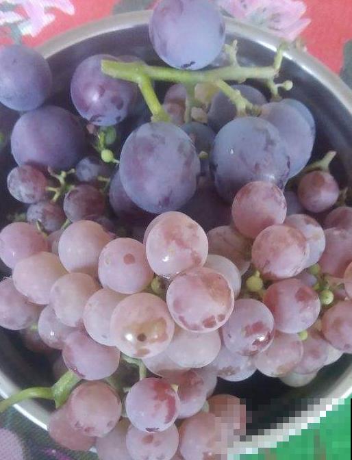 6个关于植物的冷知识,知道3个,就是植物“大神” 6个关于植物的冷知识,知道3个,就是植物“大神”