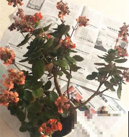 春天给花修剪,花才能呼呼开,俩月开爆盆 春天给花修剪,花才能呼呼开,俩月开爆盆