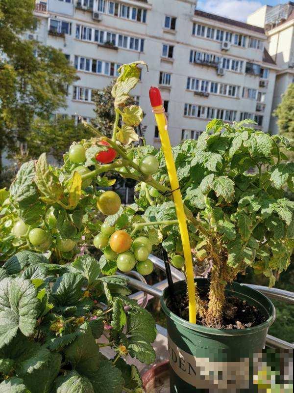 阳台上种菜，多晒太阳多通风，才能长得好