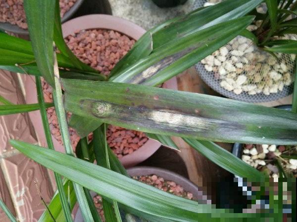 最怕晒的10种花,赶快搬进屋,否则会死掉 最怕晒的10种花,赶快搬进屋,否则会死掉