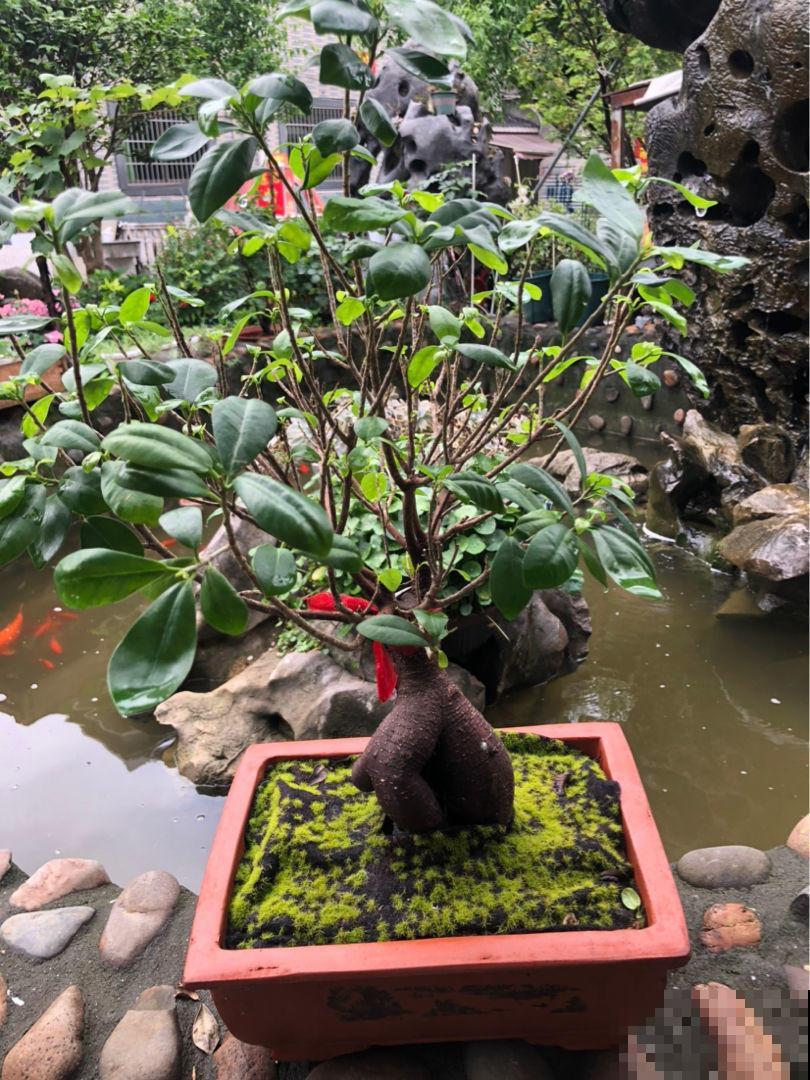 养了满院子的花，一问有什么诀窍，原来都是靠捡！