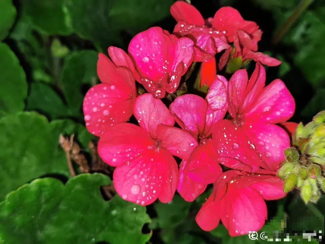10种花夏天要休眠,必须控制浇水,不然全都浇死了 10种花夏天要休眠,必须控制浇水,不然全都浇死了