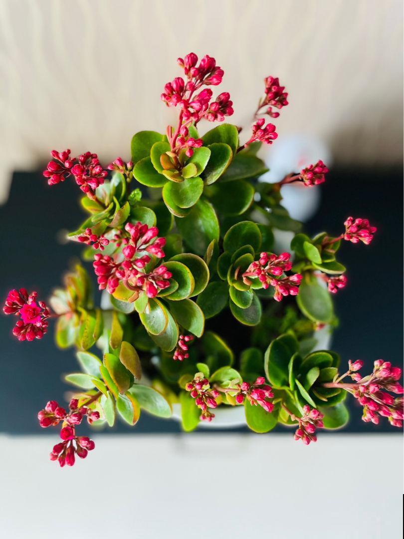 夏天养长寿花，要注意3要点，植物安安稳稳度夏