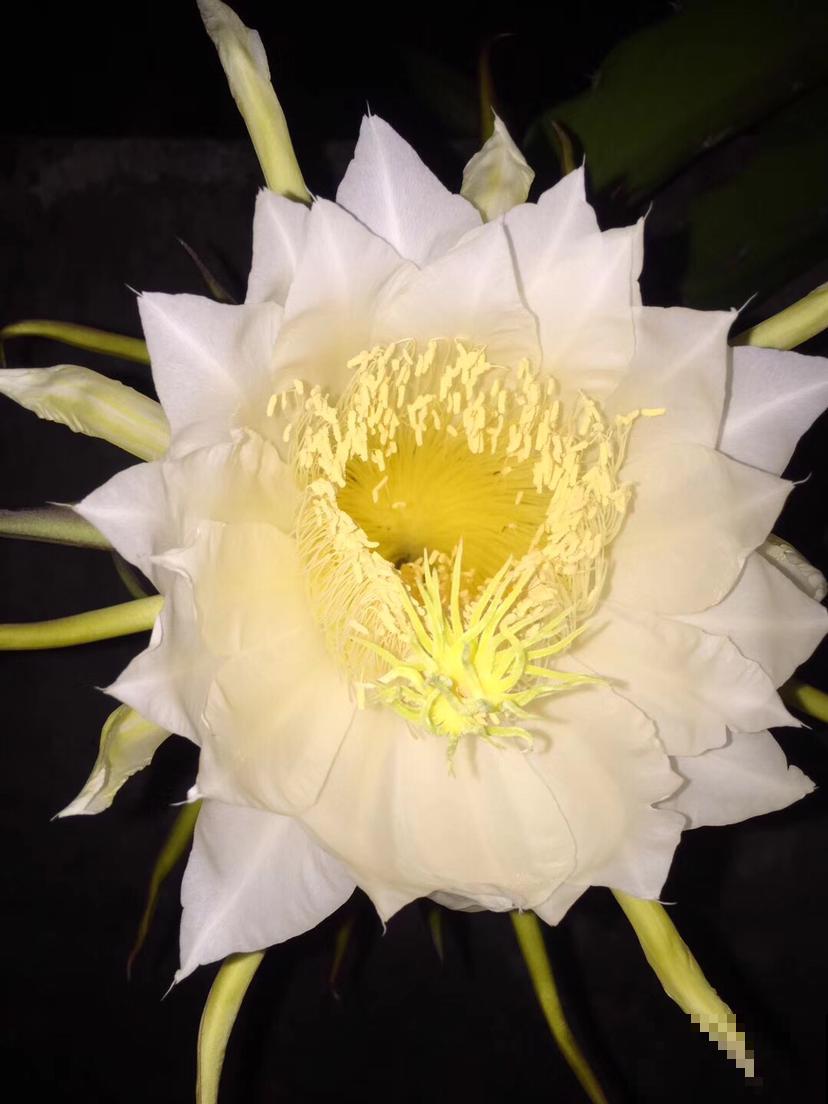 常见的水果树开花了，你见过几种？