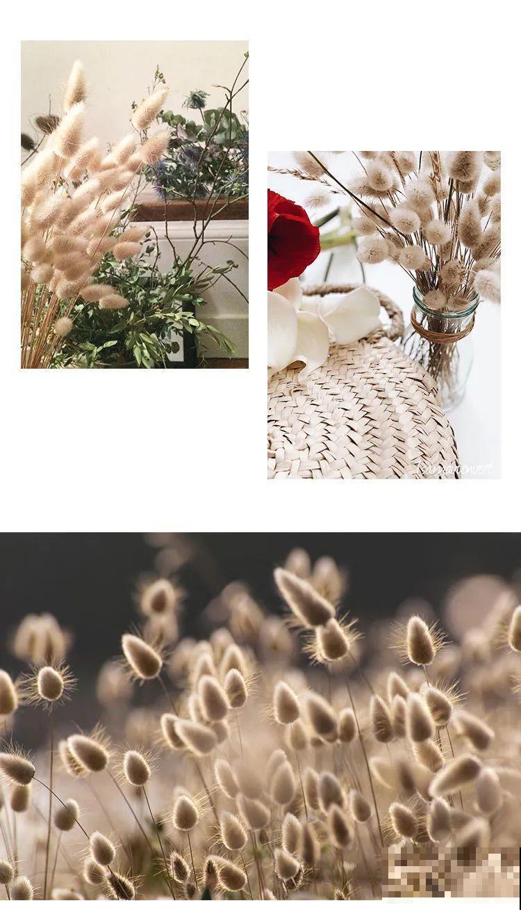 超可爱的小众花，有趣的人都在养，毛茸茸的特可爱