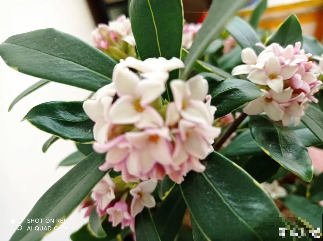 花开完了,别急着扔,好好养还能活几十年 花开完了,别急着扔,好好养还能活几十年