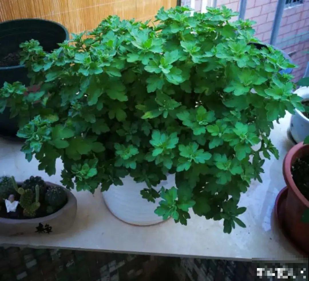 8种花开始慢慢睡醒了， 现在长得正旺，多浇水施肥， 开花更多！