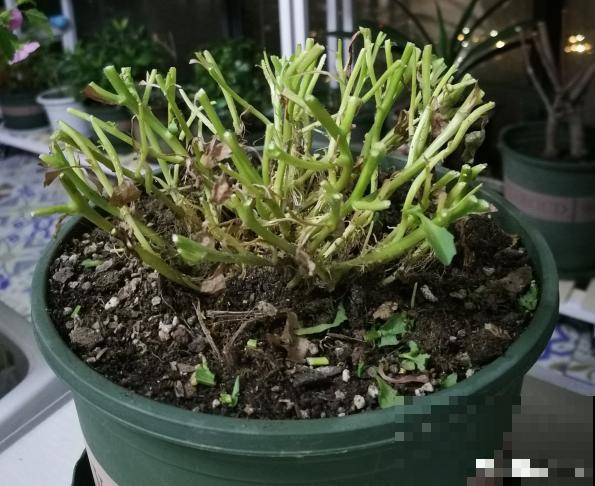 8种花赶紧剃头，剃得越狠，开花越多