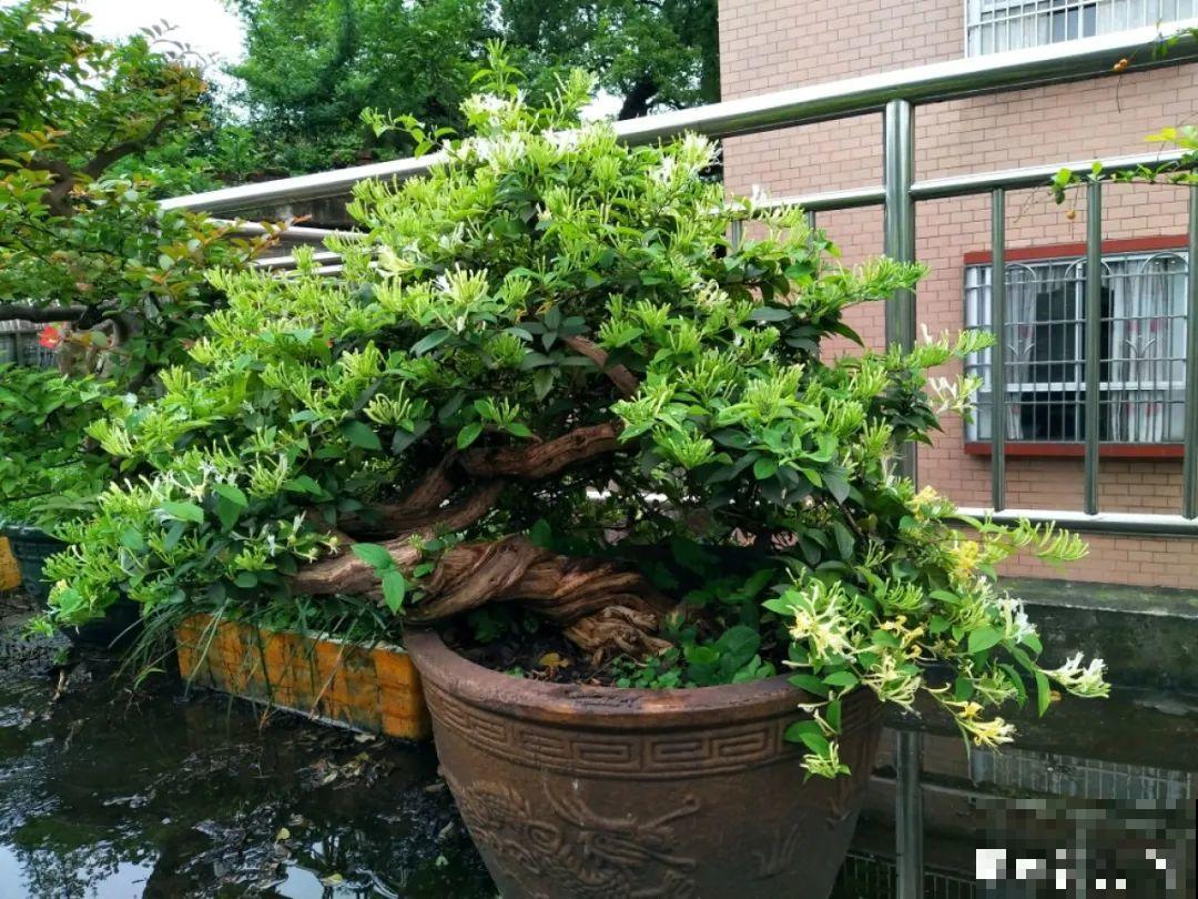 一棵旱金莲,开花又多又没,1年就能长成花墙! 一棵旱金莲,开花又多又没,1年就能长成花墙!