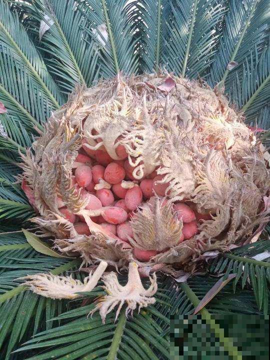 4种有花别养家里，出门也要离远点，因为有毒！