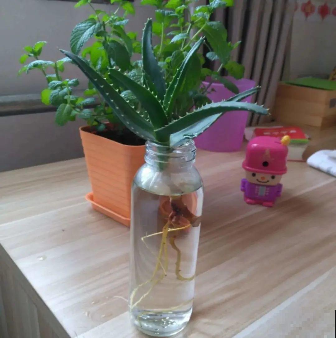 半死不活的花,扔水里,突然长疯了 半死不活的花,扔水里,突然长疯了