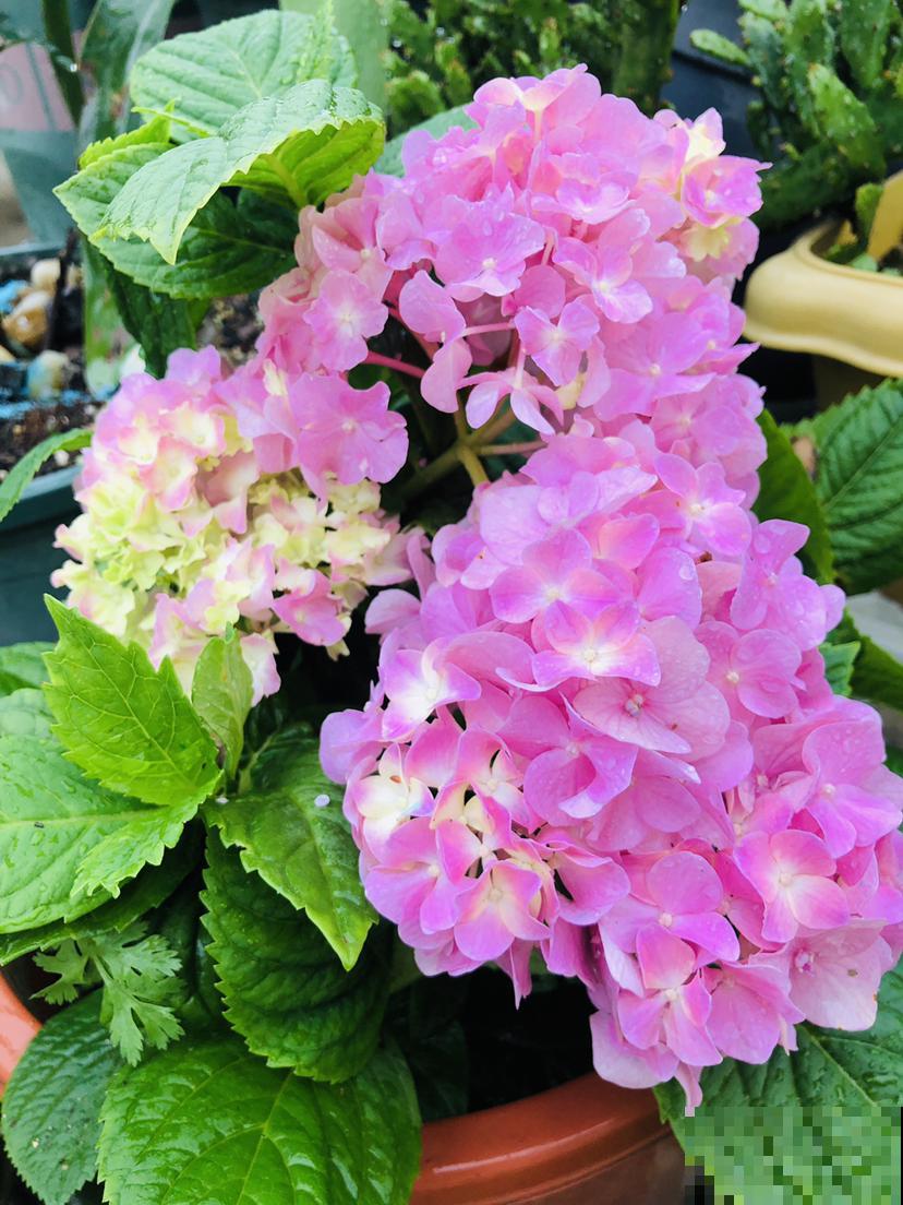 这些花很爱水，天气一热赶紧加水，不然马上黄叶！