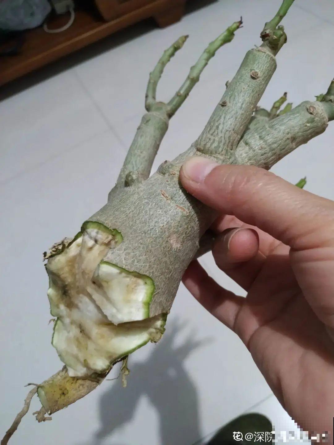 沙漠玫瑰带个大肚子，1个月不浇水照样活，开花比月季美