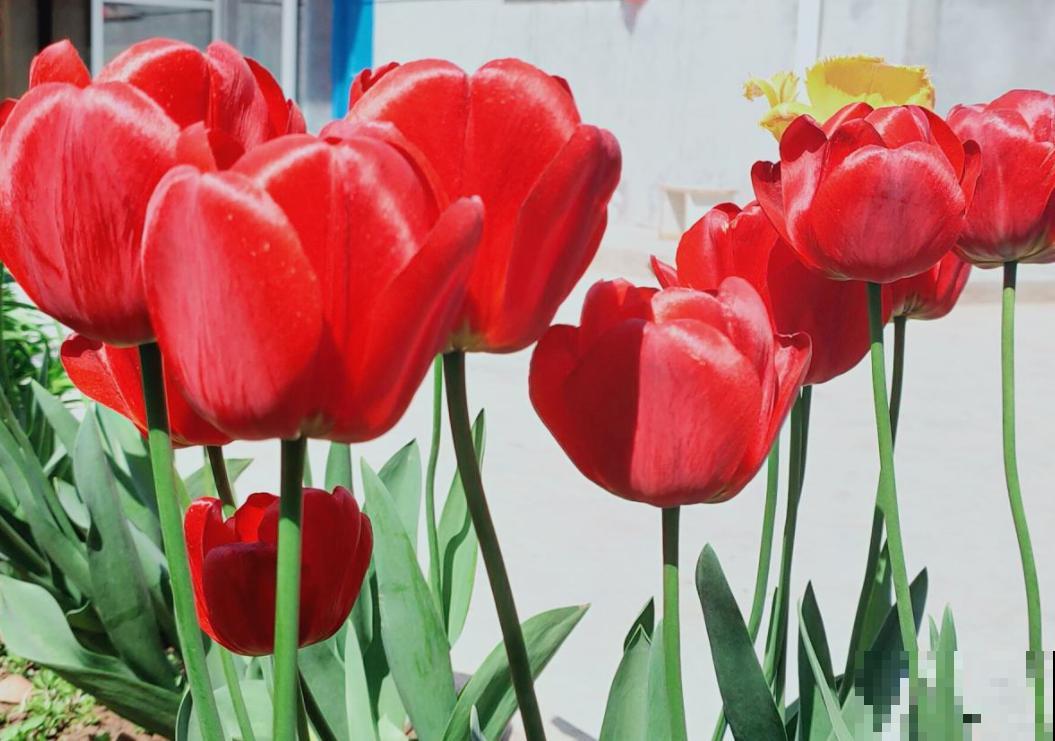 80种常见花卉，读过后，花名难不倒你