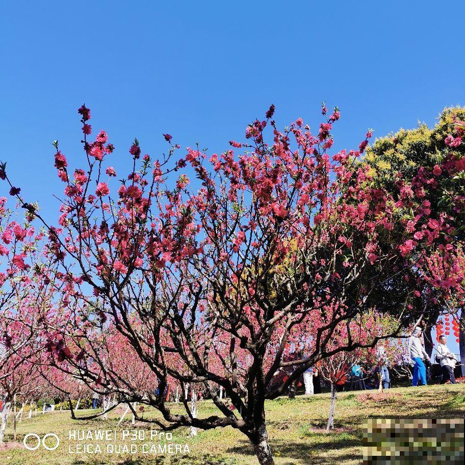 春季吃东西要注意,常见的酸性食物有两种,要少吃 春季吃东西要注意,常见的酸性食物有两种,要少吃