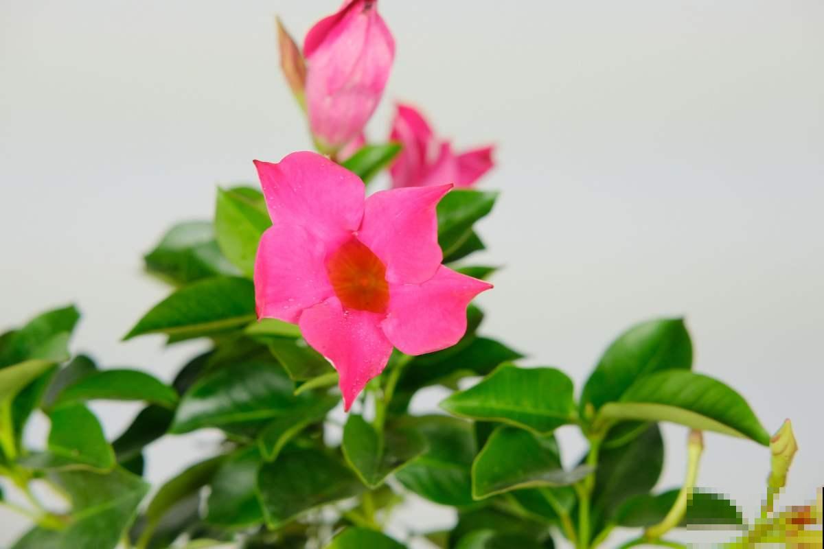 逛花市看到3种花，别嫌弃，赶紧买回家，夏天开爆