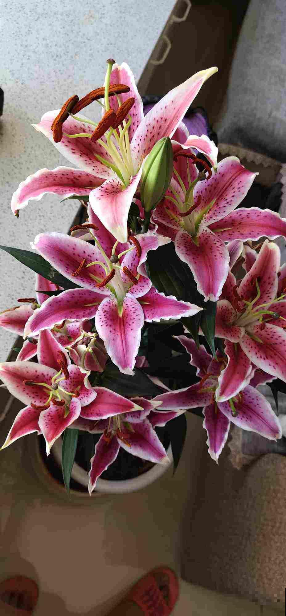 1种花名叫六出花，叶子像百合，花朵像杜鹃，真美！