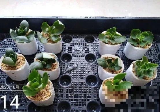 难度夏的8种花，赶紧扦插备份，再晚只剩盆了