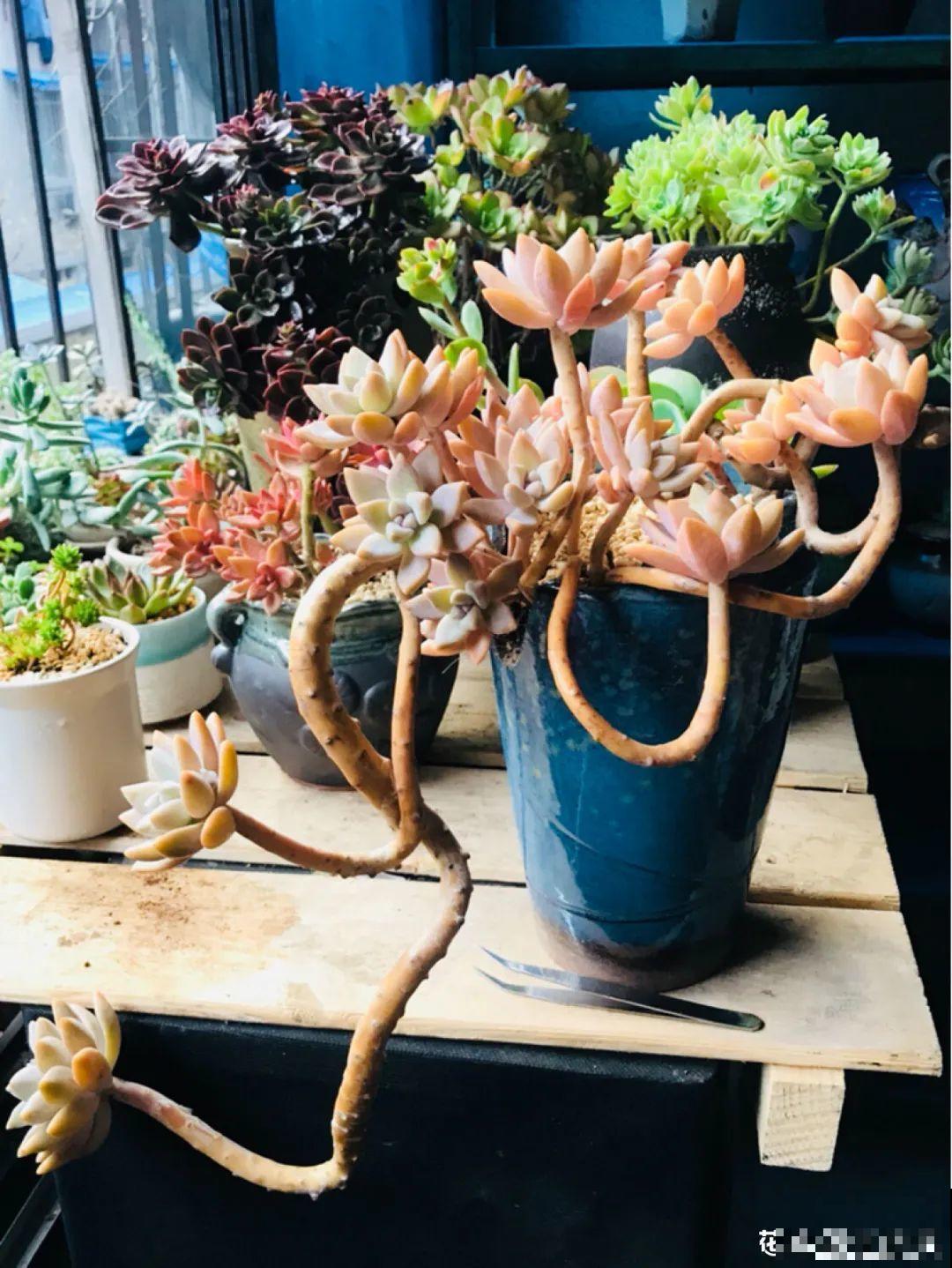 多肉老桩属实震撼，颜值都很高，越养越上瘾