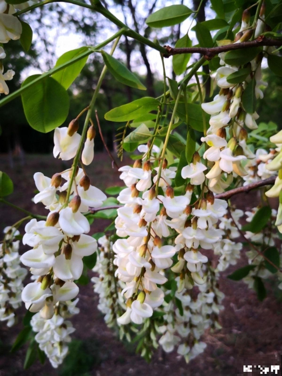 5月槐花白似雪,五一假期摘一把,回家炒鸡蛋! 5月槐花白似雪,五一假期摘一把,回家炒鸡蛋!