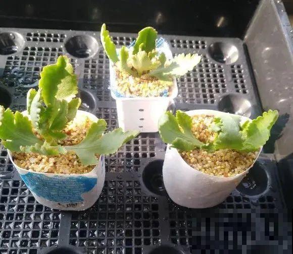 难度夏的8种花，赶紧扦插备份，再晚只剩盆了