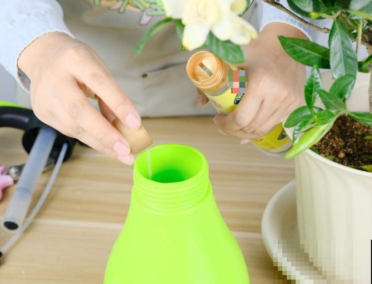 自制杀虫剂，7天喷一次，养花特干净