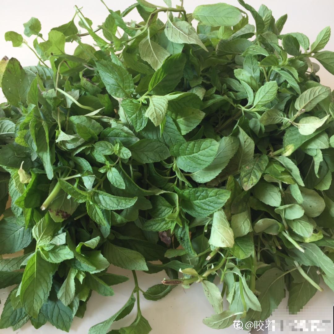 春天开始养薄荷, 等到天热了,爆出一大盆 春天开始养薄荷, 等到天热了,爆出一大盆