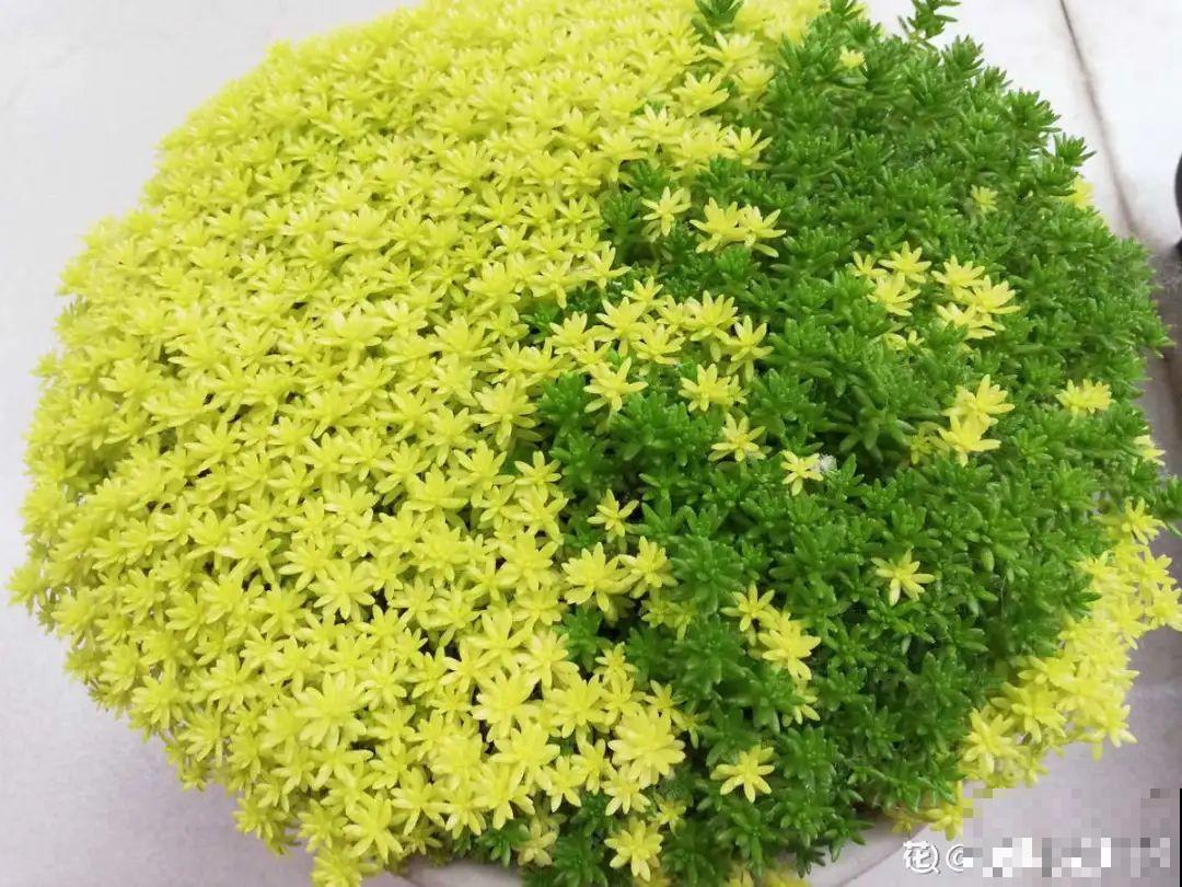 5种铺面多肉,沾土就活,迅速占满每一寸土地 5种铺面多肉,沾土就活,迅速占满每一寸土地