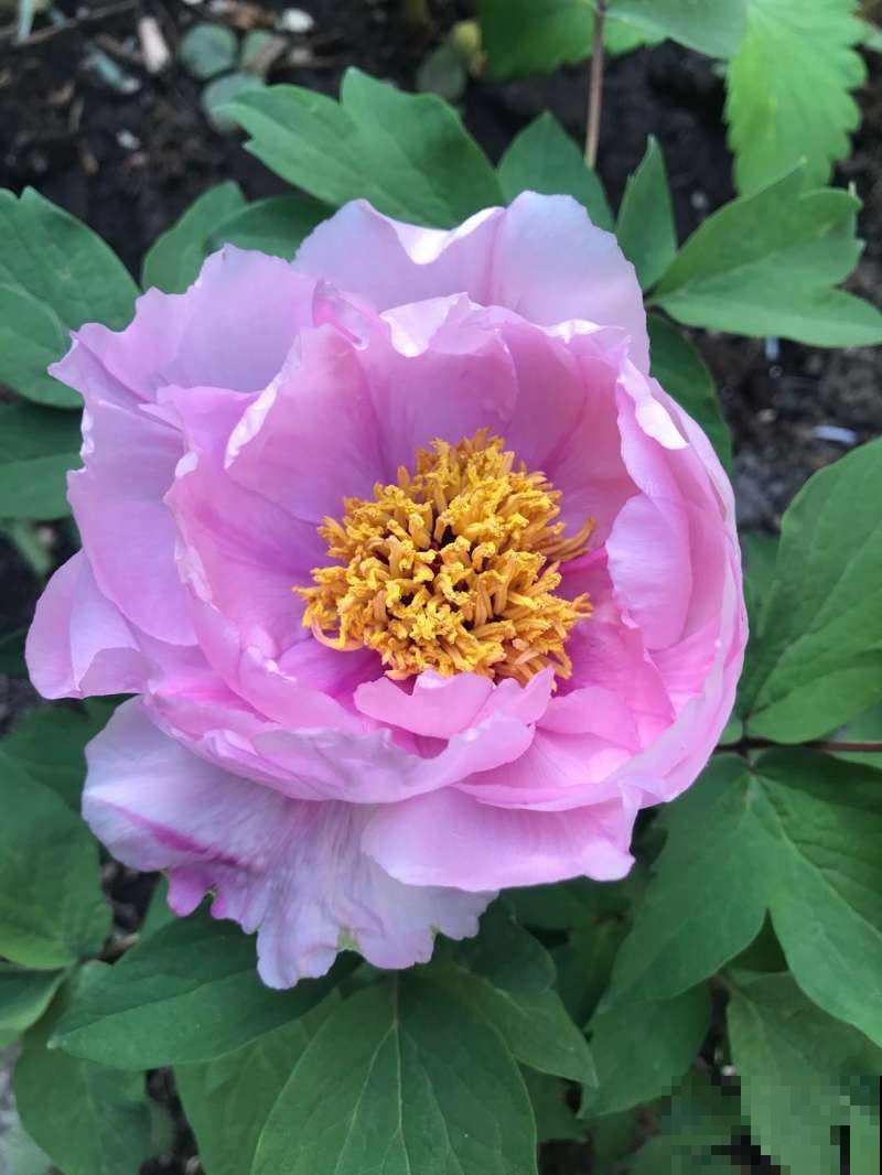 春天养这3种花，开花和碗一样大，种土里就开花