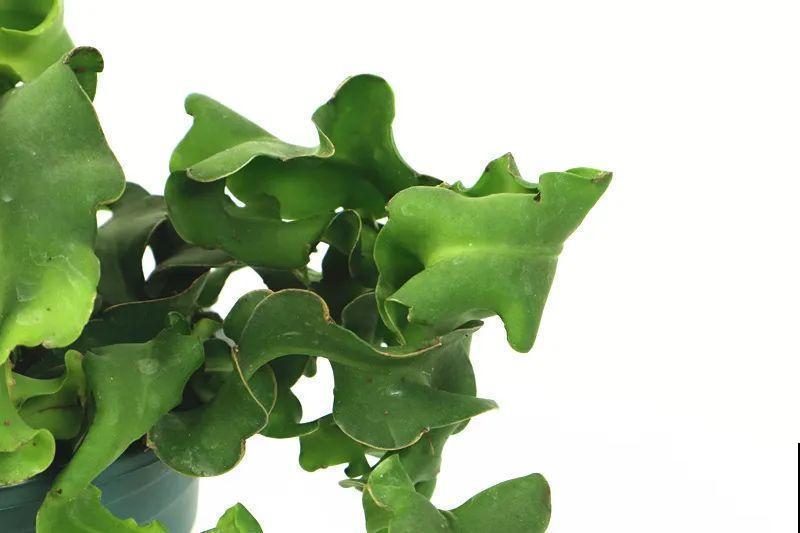 28种耐阴花，没光也能开爆盆，养在家里超有范儿