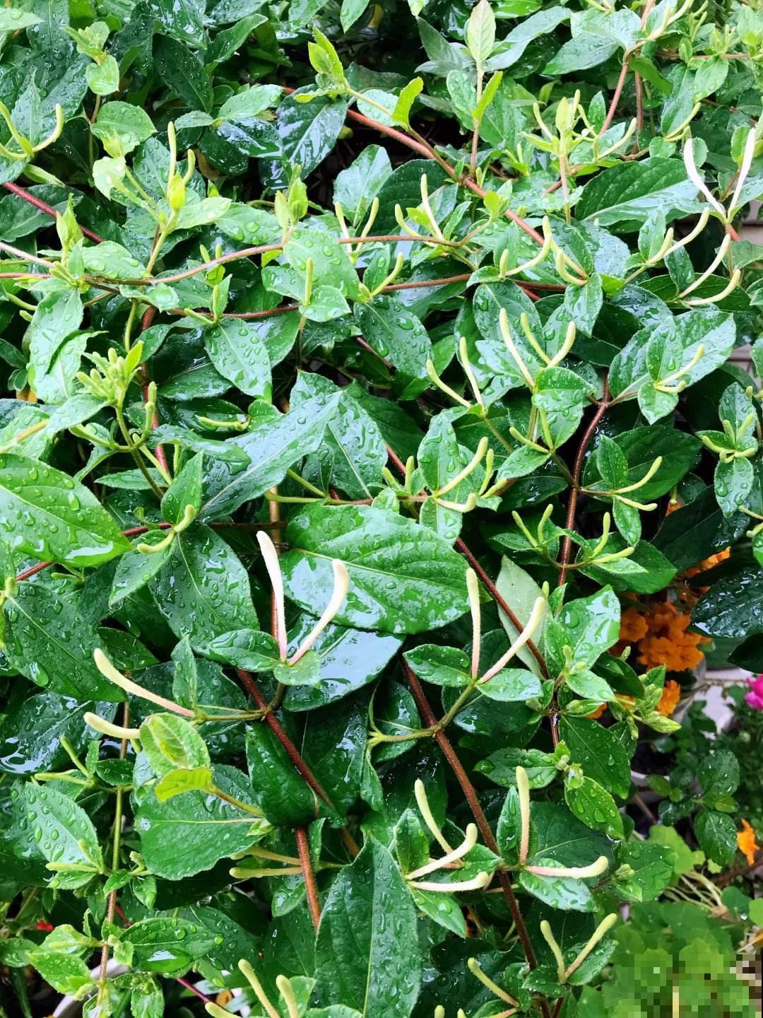 一扦插就活,还能用来泡茶喝,这花种了就是赚了! 一扦插就活,还能用来泡茶喝,这花种了就是赚了!