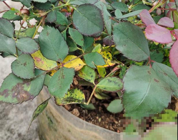 4月养花病虫害，白霜、黑斑、黄点儿···再不治就死光了