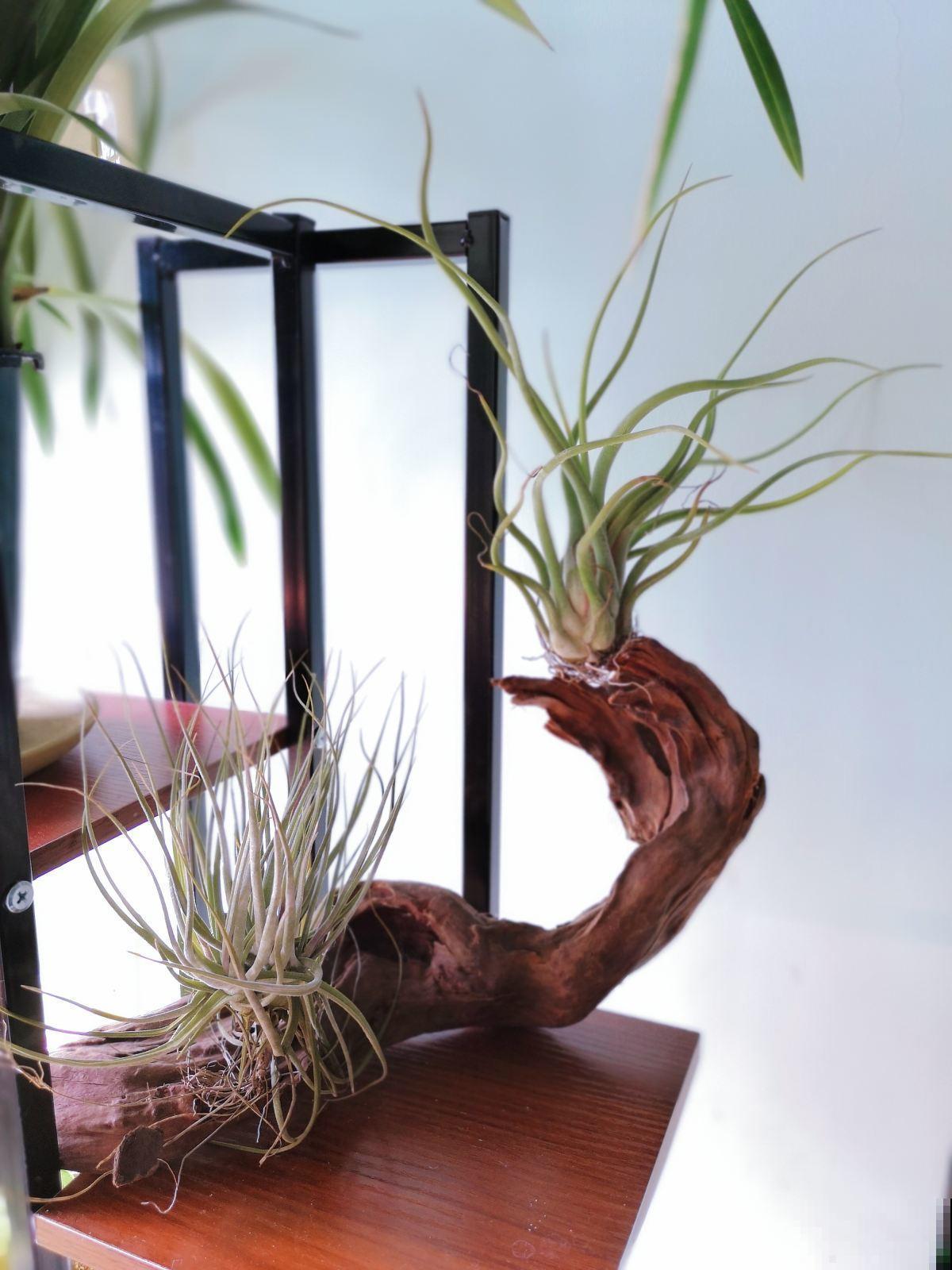 吃空气长大的植物，省事还养得旺，看完赶紧买一盆！