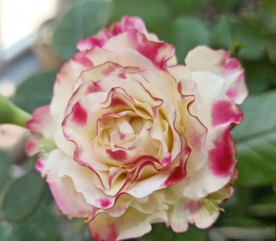 50种月季，各有各的美，哪一种是你的“菜”？