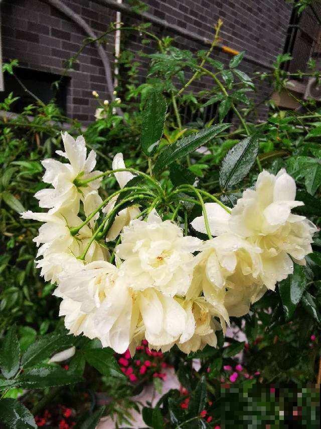 天生“性价比”超高的植物，价格便宜开花还多，适合新手