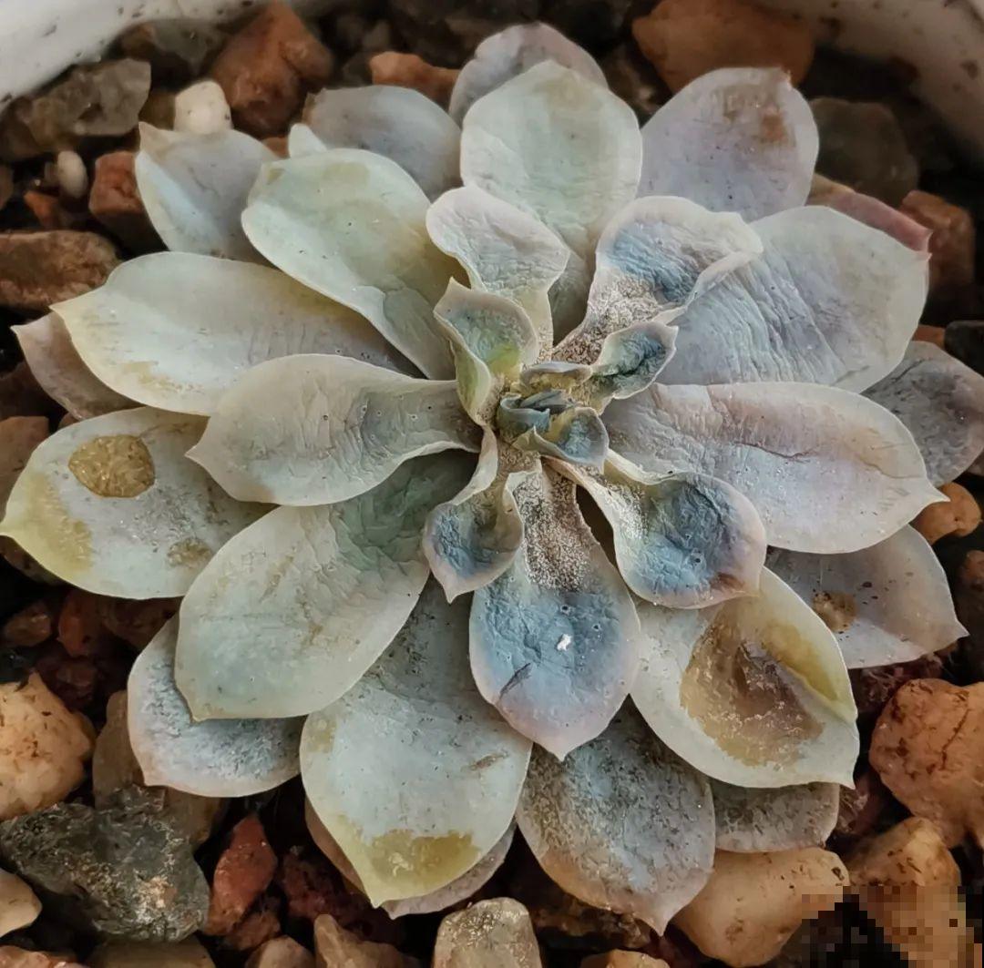 超过28℃,多肉7个现象就很危险,现在知道还不晚 超过28℃,多肉7个现象就很危险,现在知道还不晚