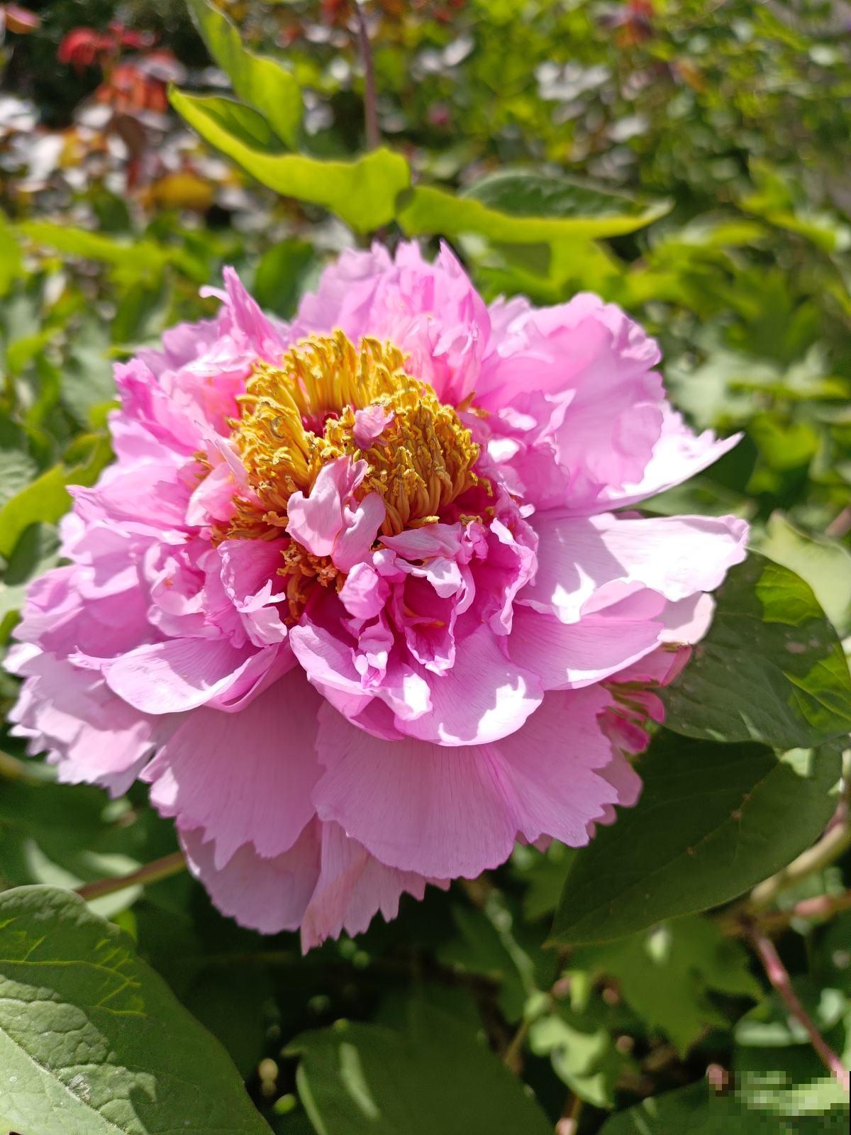 80种常见花卉，读过后，花名难不倒你